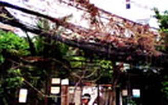 Dây leo đã hết vây dây điện